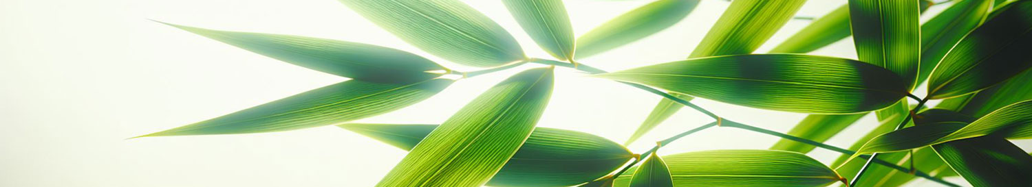 Feuilles de bambou – Terrebonne, Laval, Montréal, Québec.